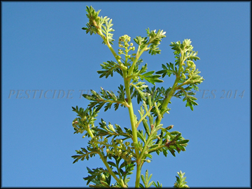 Foliage and Flowers and Fruit