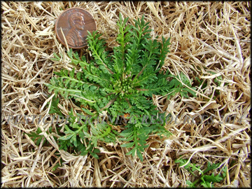 Plant in Dormant Bermudagrass