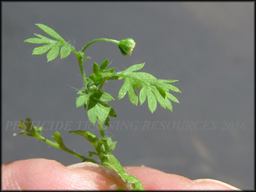 Foliage and Inflorescence