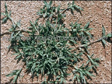 Plant in Gravel