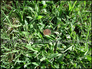 Infestation in bermudagrass