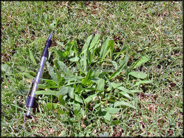 Infestation in Bermudagrass