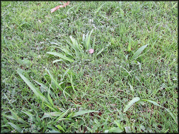 Infestation in Bermudagrass