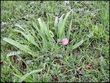 Infestation in Bermudagrass