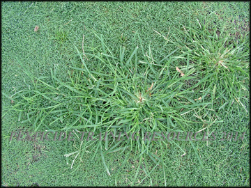 Infestation in Bermudagrass