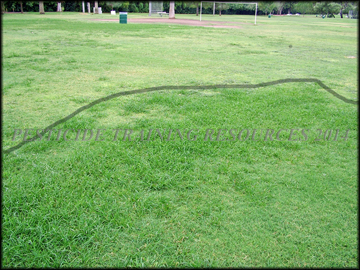 Infestation in Bermudagrass