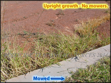 Growth, No Mower