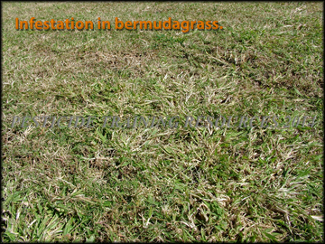 Infestation in Bermudagrass