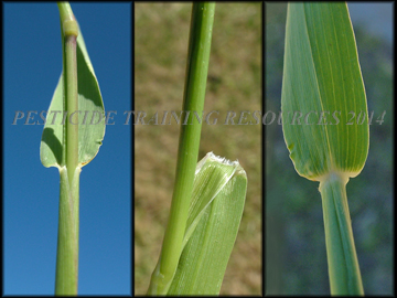 Sheath, Ligule, Collar