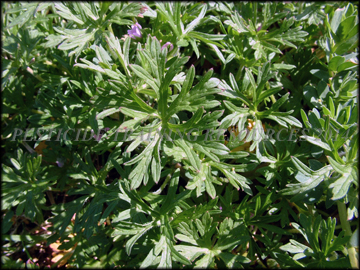 Perennial Form in 419 bermud