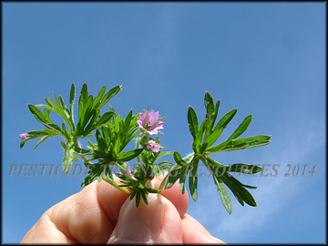 Flower and Leaves