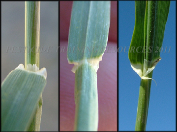 Auricles, Collar, Ligule
