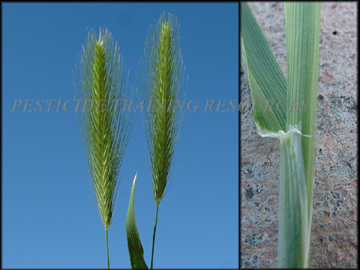 Inflorescence and sheath