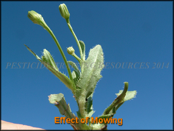 Foliage of Mowed Plant