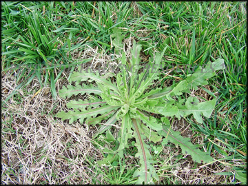 Plant in Dormant Bermudagrass