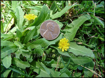 Foliage and Flowers