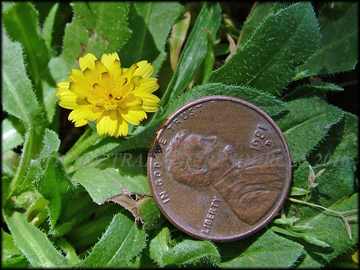 Foliage and Flower