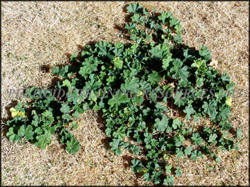 Plants in Dormant Bermuda