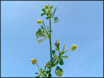 Flower, Foliage and Fruit