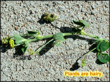 Flower, Foliage and Fruit
