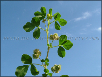 Flower, Foliage, Fruit, Stipules