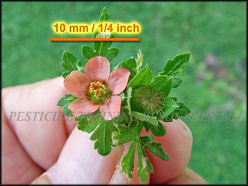 Flower and Green Fruit