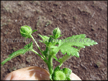 Flower Bud and Fruit