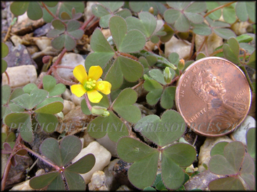 Flower and Foliage