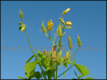 Flowers, Foliage and Fruit