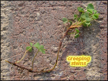 Creeping Stem