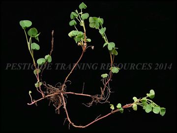 Creeping Stem