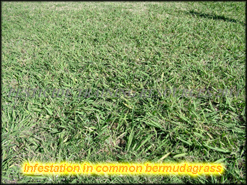 Infestation in bermudagrass