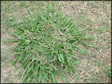 Infestation in bermudagrass
