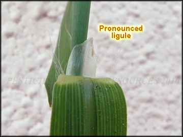 Ligule