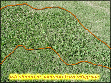 Sheath, collar, Ligule