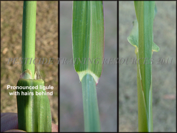 Ligule, Collar, Sheath