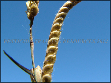 Dry Inflorescense