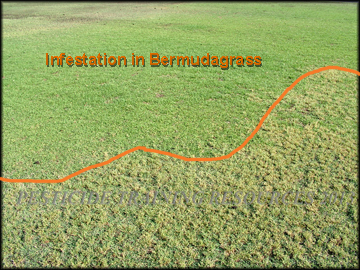 Infestation in bermudagrass