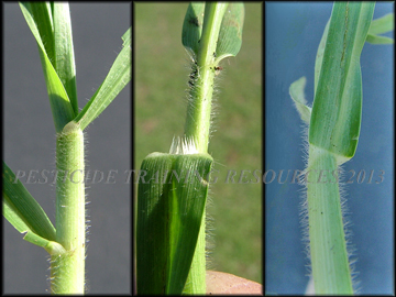 Stem, ligule, Collar
