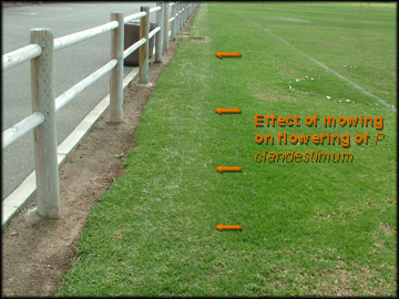 Effect of Mowing