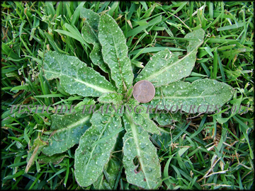 Plant in Turf