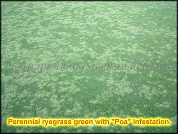 Infestation in Golf Green