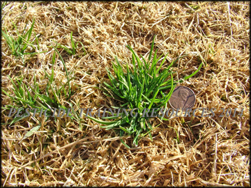 Plants in Dormant Bermudagrass