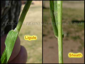 Ligule and Sheath