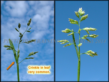 Inflorescence and Leaf Crinkle