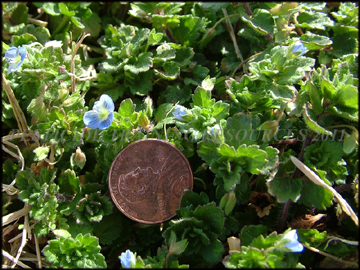 Flowers, Foliage
