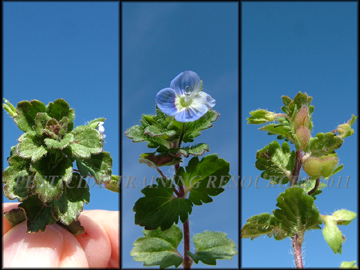 Foliage, Seed Pods, Flower