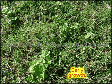 Infestation n bermudagrass