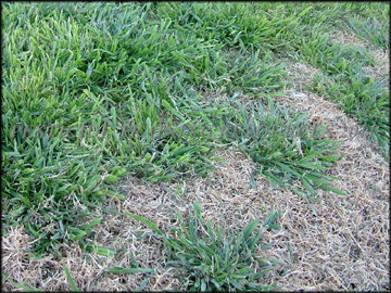 Plants in dormant bermudagrass