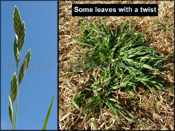 Plants in dormant bermudagrass and Inflorescence